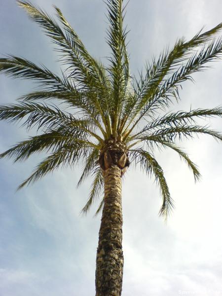 Spanien Flora