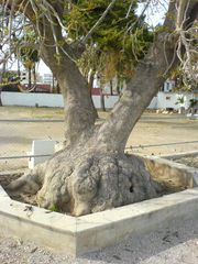 Baum mit knolligen Wurzeln?