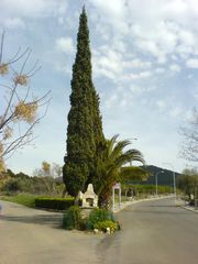 Baum mit Schrein davor