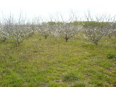 Blüten an BäumenWer kennt die Bäume?