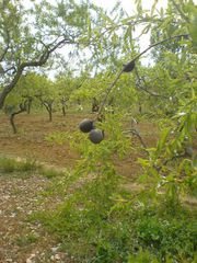 Baum mit Frucht