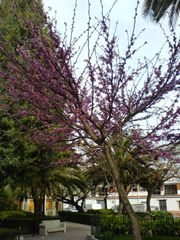 Baum mit Blüten