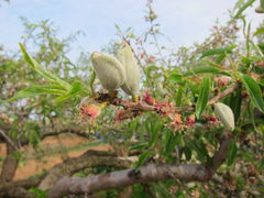 Mandelblüte