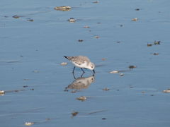 Strandläufer in der Donana