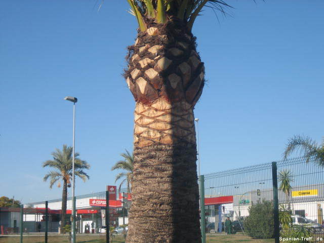 Semana Santa in Jerez