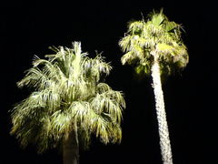Beleuchtete Palmen