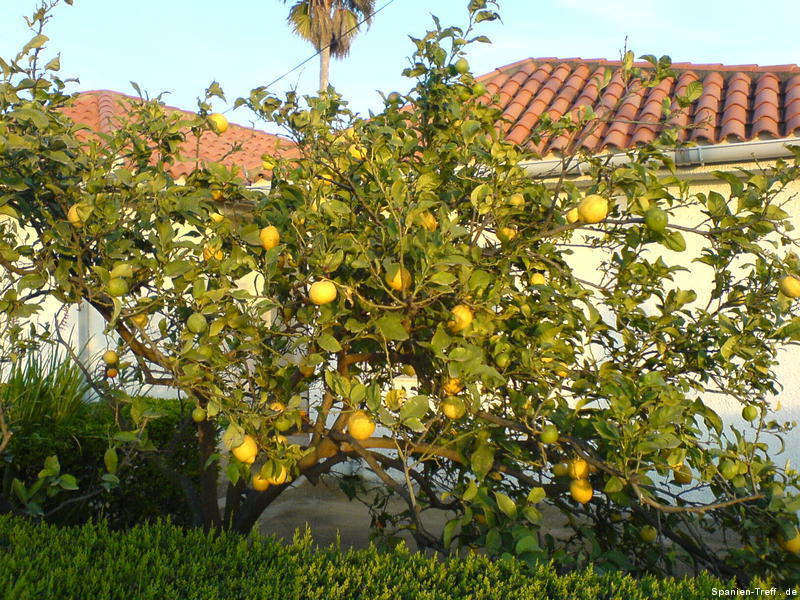 Citronenbaum