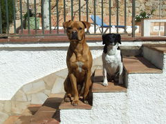 Luna (Jack-Russel-King-Charles-Mix)
Stan Libuda (Boxer-Rottweiler-Mix)