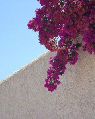 Bougainvilleen satt