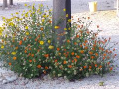 altea blumenpracht am platz