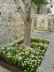 Baum und Brunnen bei Peñíscola