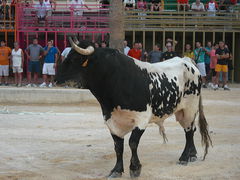 Stier am Hafen