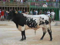 Stier am Hafen