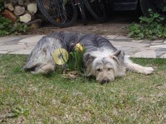 Auch mein Hund liebt Blumen. Die CD konnte ihn nicht vertreiben.