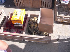 Enten-Küken zu verkaufe