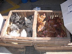 Hühner zu verkaufen