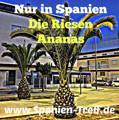 Riesen-Ananas in Spanien bei Spanien-Treff.de