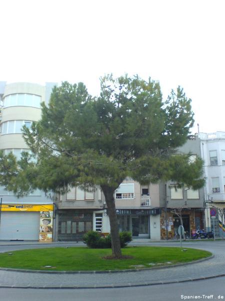 Baum im Kreisel