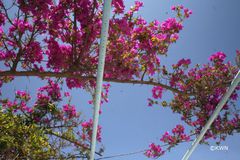 Flora: Bougainvillea