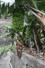 La Palma Bananenstauden