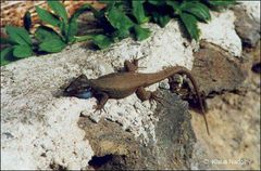 Insel La Palma 

Gecko