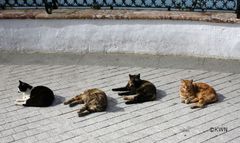 Katzen in Nerja