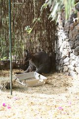 Das war nicht in Australien, das war auf der Insel 

La Palma im Maroparque