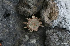 Das müssten Sukkulenten sein, oder? Weiß jemand den Namen? 
Gefunden auf der Insel La Palma