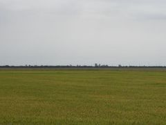 Großes Reisfeld