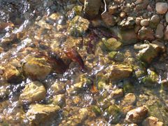 Flusskrebse im Wasser