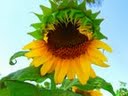 girasol