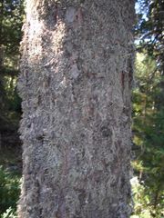 Flechten am Baum.