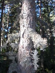 Große Flechten am Baum