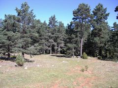 Wald in der Gebirgsebene.