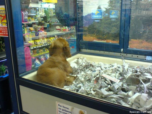 Cocker Spaniel Hunde-Welpe in der Supermarkt Zoohandlung