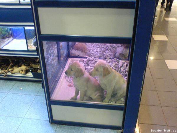 Hunde Welpen in der Supermarkt Zoohandlung