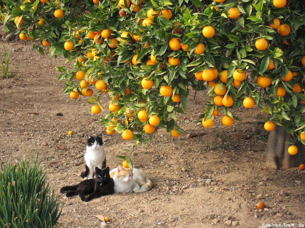 Katzen unter einem Orangenbaum