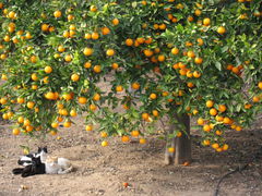 Katzen unterm Apfelsinenbaum