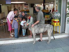 Großer Hund