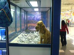 Cocker Spaniel Hunde-Welpe in der Supermarkt Zoohandlung