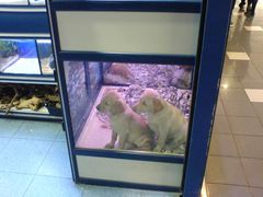 Hunde Welpen in der Supermarkt Zoohandlung