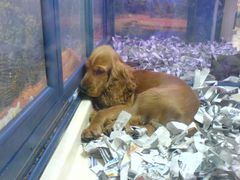 Cocker Spaniel Hunde-Welpe in der Supermarkt Zoohandlung