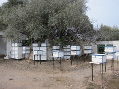 Taubenzuchtverein in Spanien