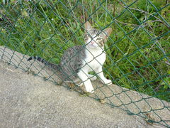 Katze am Zaun