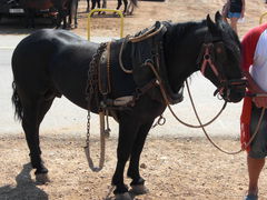 Schwarzes Zugpferd mit Kumt als Geschirr