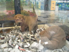 Shar Pei-Welpen in der Supermarkt-Zoohandlung