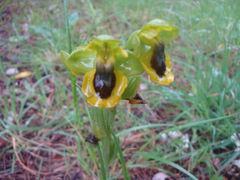 Wilde Orchideen:
Gelbe Ragwurz. Menorquin:
Mosques grogues, gelbe Fliege
