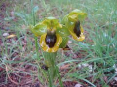 Wilde Orchideen:
Gelbe Ragwurz. Menorquin:
Mosques grogues, gelbe Fliege
