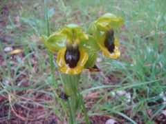 Wilde Orchideen:
Gelbe Ragwurz. Menorquin:
Mosques grogues, gelbe Fliege