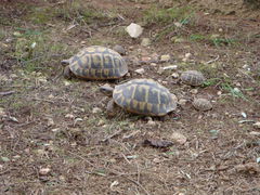 Schidkrötenfamily